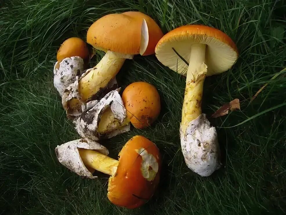 Amanita caesareoides - Amanitaceae.org - Taxonomy and Morphology of Amanita and 