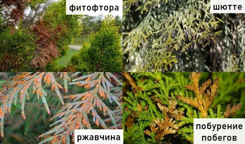 Уход за туей весной Зеленый остров