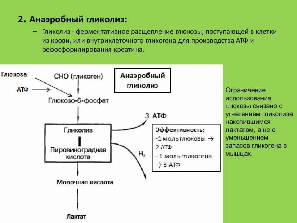 При расщеплении источника энергии атф образуется