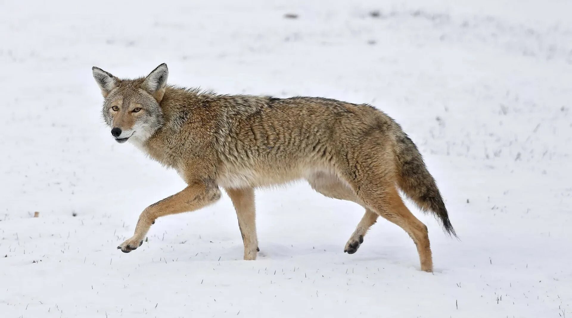 Луговой волк canis Latrans. Койот Северной Америки. Койот млекопитающие. Койот животное Северной Америки.