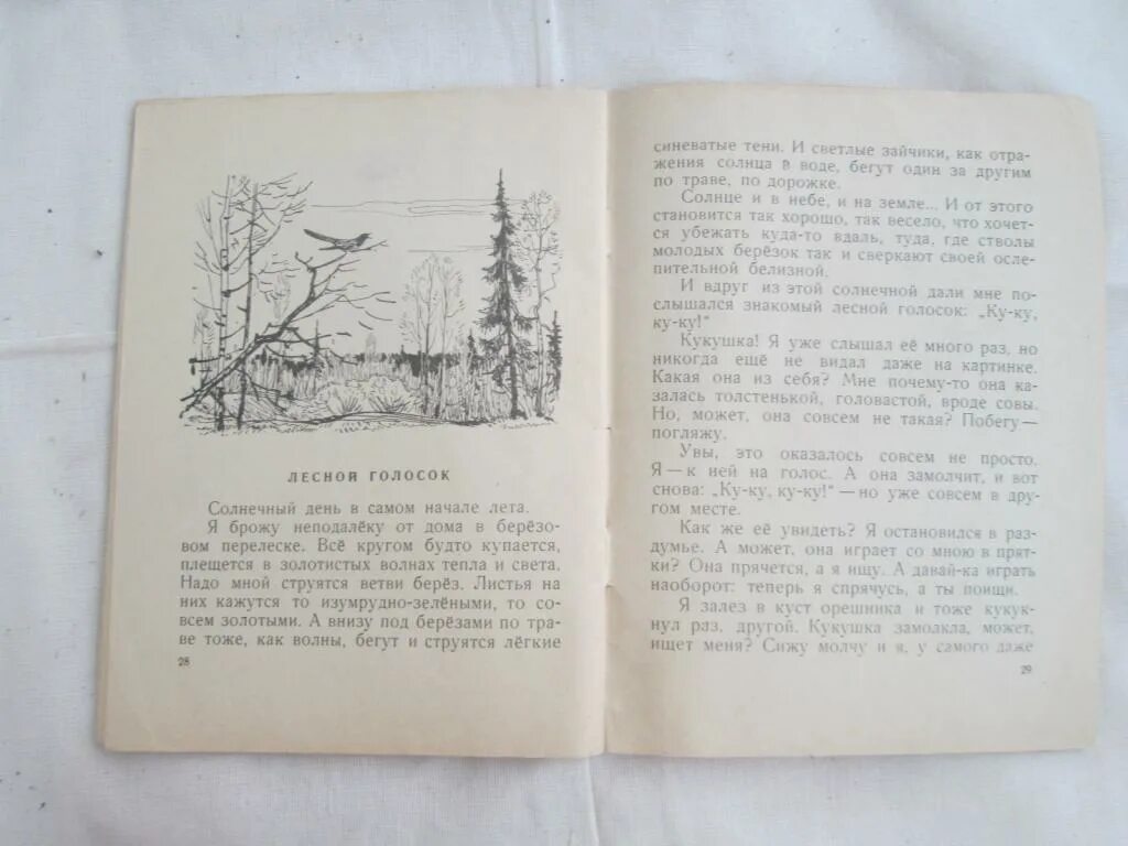 Скребицкий лесной голосок. Скребицкий лесной голосок. Рассказ скребицкого лесной голосок. Г скребицкий лесной голосок. Диктант лесной голосок.
