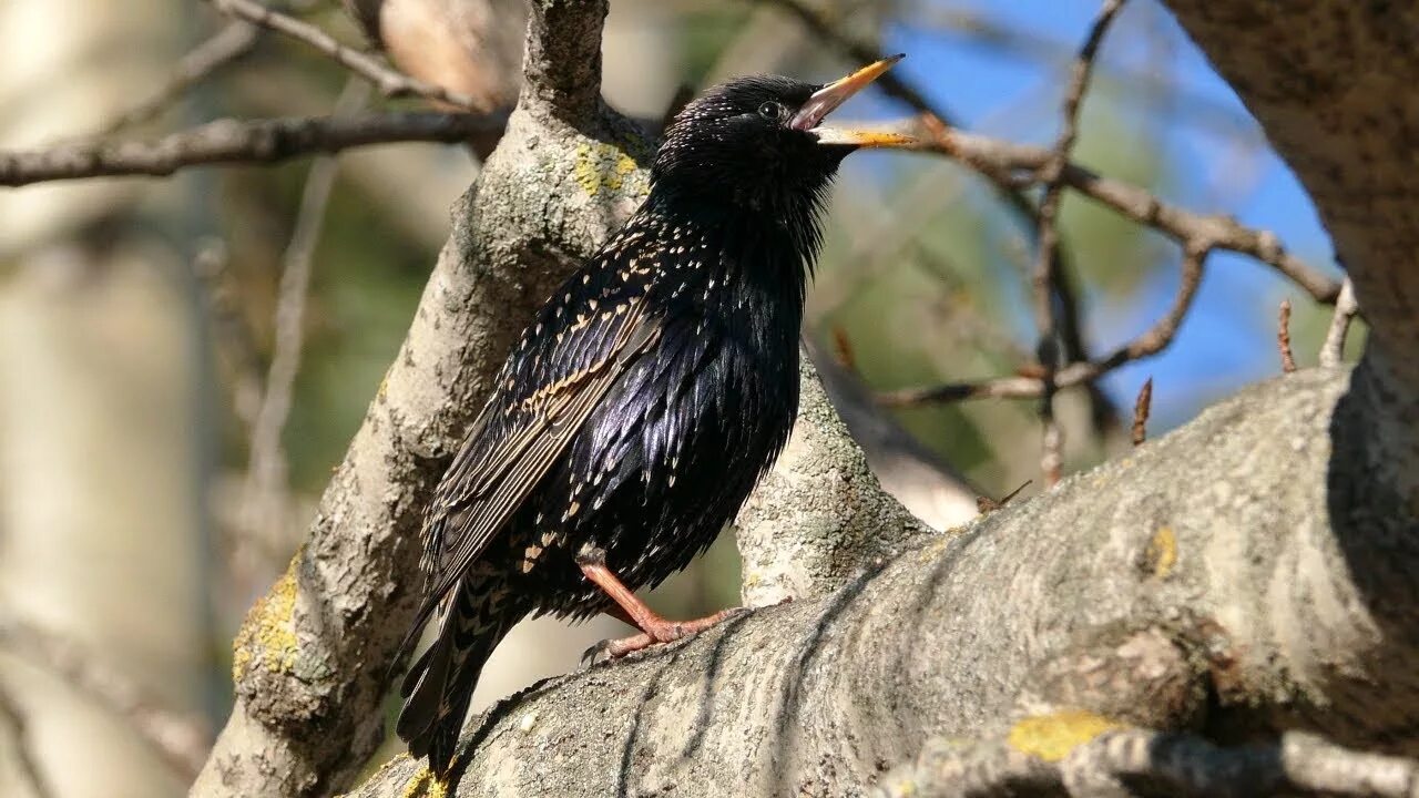 Обыкновенный скворец (Sturnus vulgaris). Обыкновенный скворец голос. Обыкновенный скворец черный Дрозд. Обыкновенный скворец пение. Пение скворца для детей