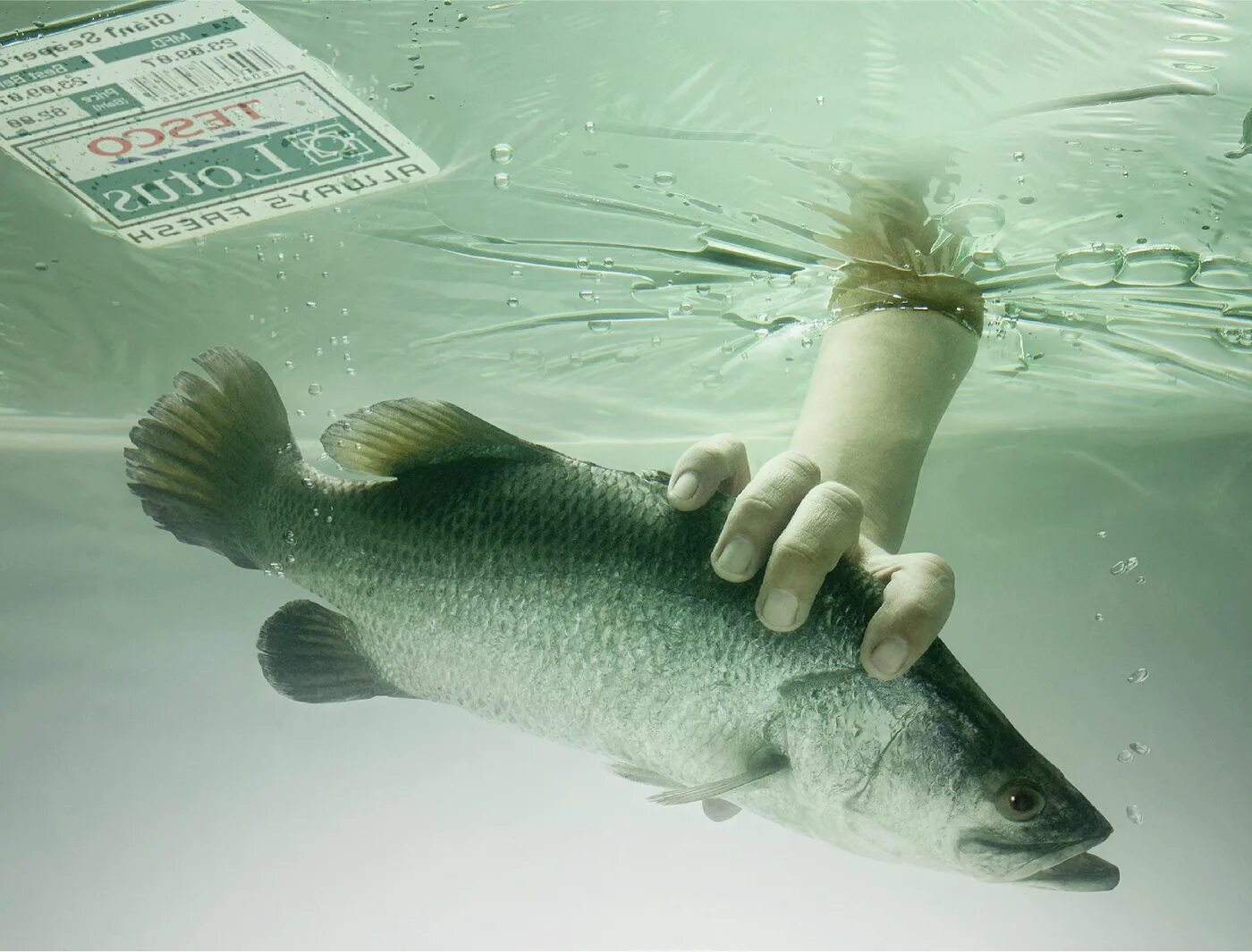 Рекламный баннер рыбного магазина. Реклама рыбок. Реклама рыбок. Реклама рыбы. Рекламный баннер рыбы.