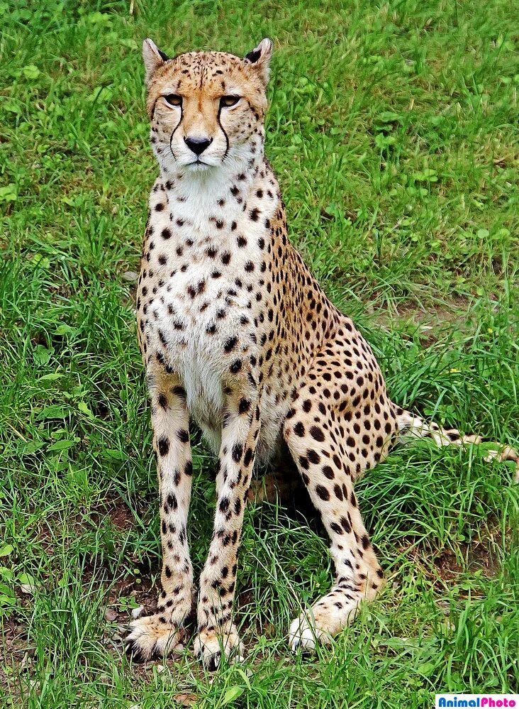 Самого быстрого животного. Лайри гепард. Гепард+найроби. Самого быстрого животного. Гепард бежит.