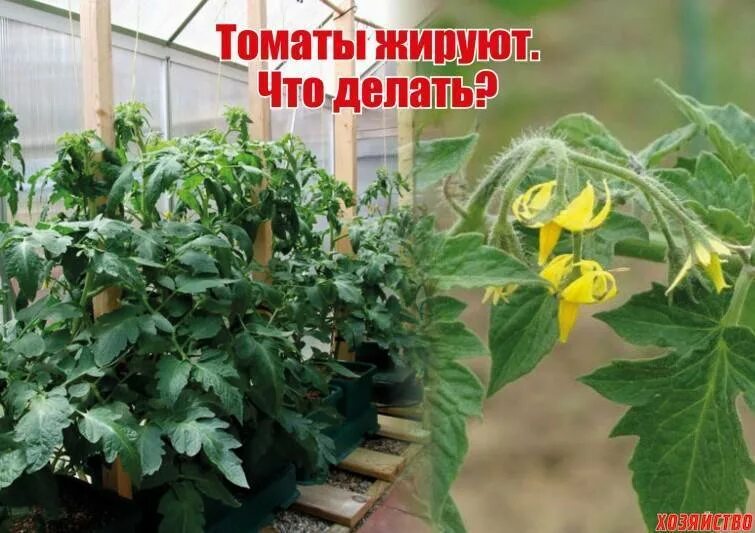 Жирование томатов в теплице что. Помидоры жируют в теплице. жирование рассады томатов. жирующие листья томатов. рассада помидор жирует.