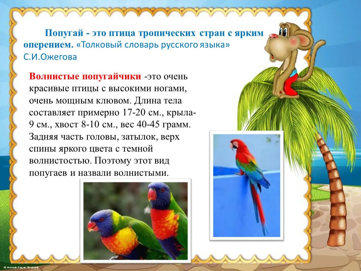 Задача про попугая 5 класс. Описание попугая. информация о попугаях. попугай для детей. доклад про попугая.