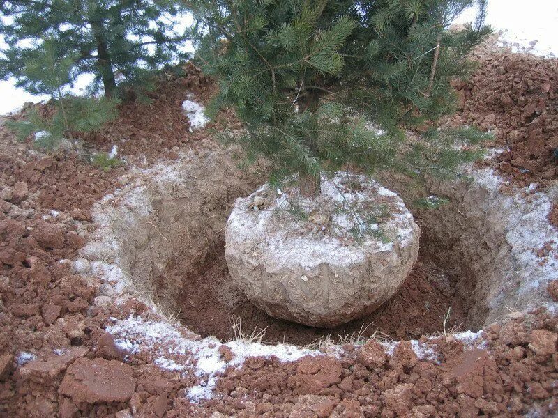 Посадка посадочного материала. Посадка крупномерных деревьев. Земляного кома. Саженцы с закрытой корневой системой. Хлорофитум корни.