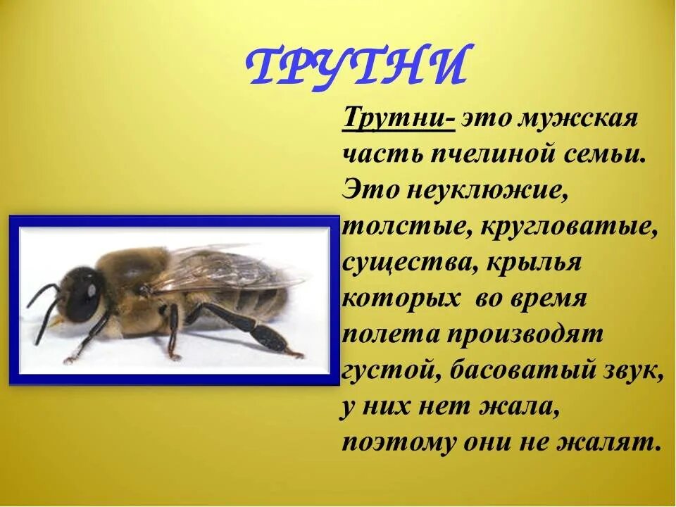 Какую функцию выполняет трутень. Пчелиный трутень функции. трутни в пчелиной семье. трутень пчела. трутень насекомое описание.