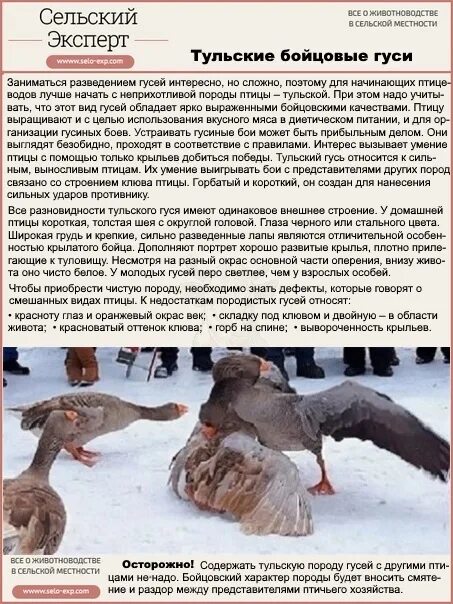 Возраст гусей. Возраст гусей. Гусь гусь арзамас. Гуси на племя. Холмогорские гуси.