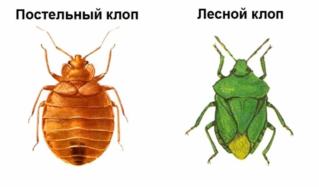 Отряд клопы или полужесткокрылые. Cimex lectularius возбудитель. Постельный клоп на белом фоне. Постельный клоп строение. Постельный клоп рисунок.