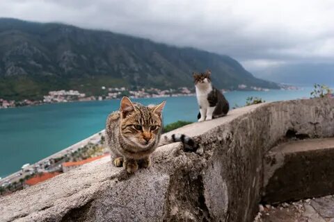 С которами