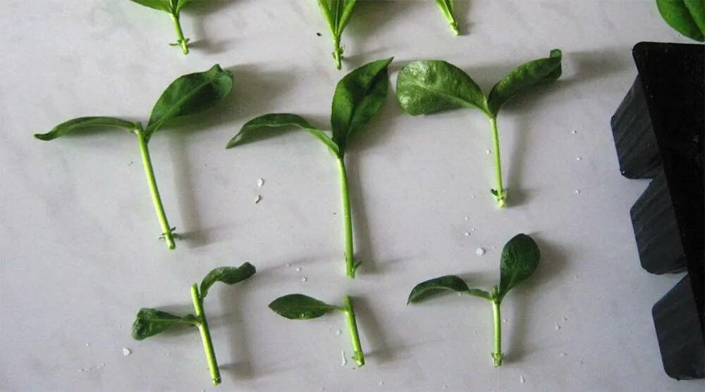 Укоренение черенков роз. Черенкование в мае 2024. Жимолость каприфоль отводки. Черенок сирени. Черенки подвоев яблони.