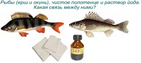 Окунь ерш