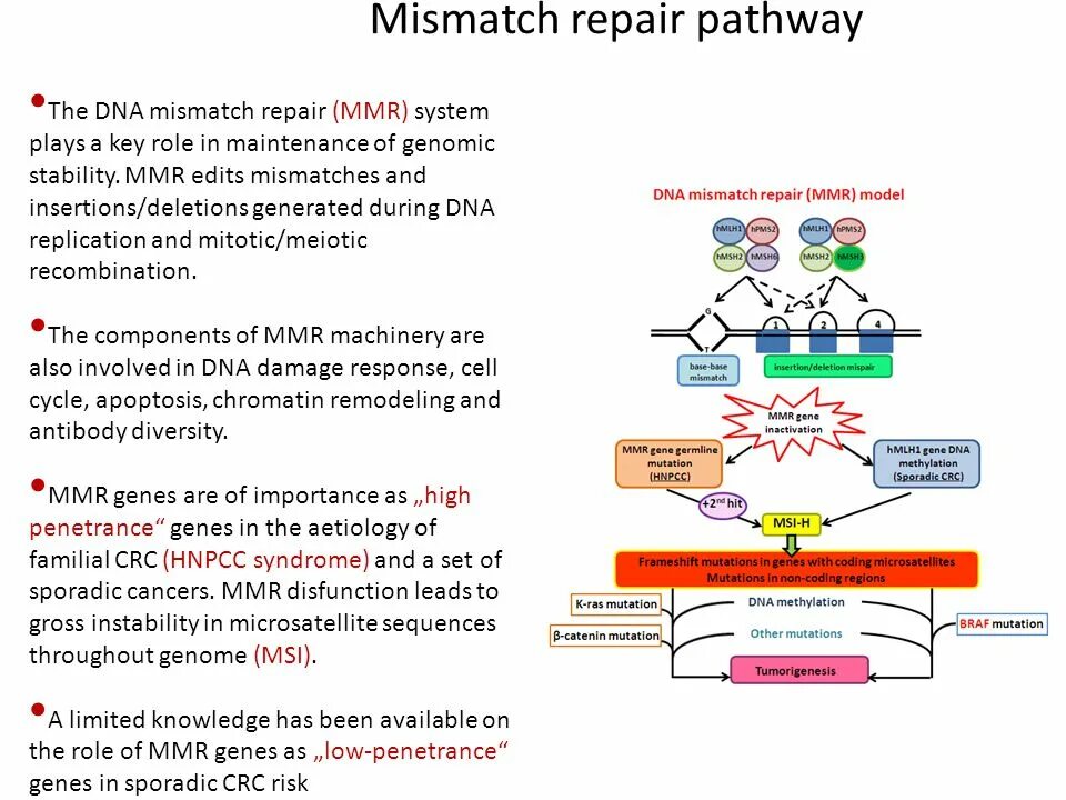 Mismatch Repair. Mismatch Repair System. DNA mismatch Repair. Mismatch Repair болезни.