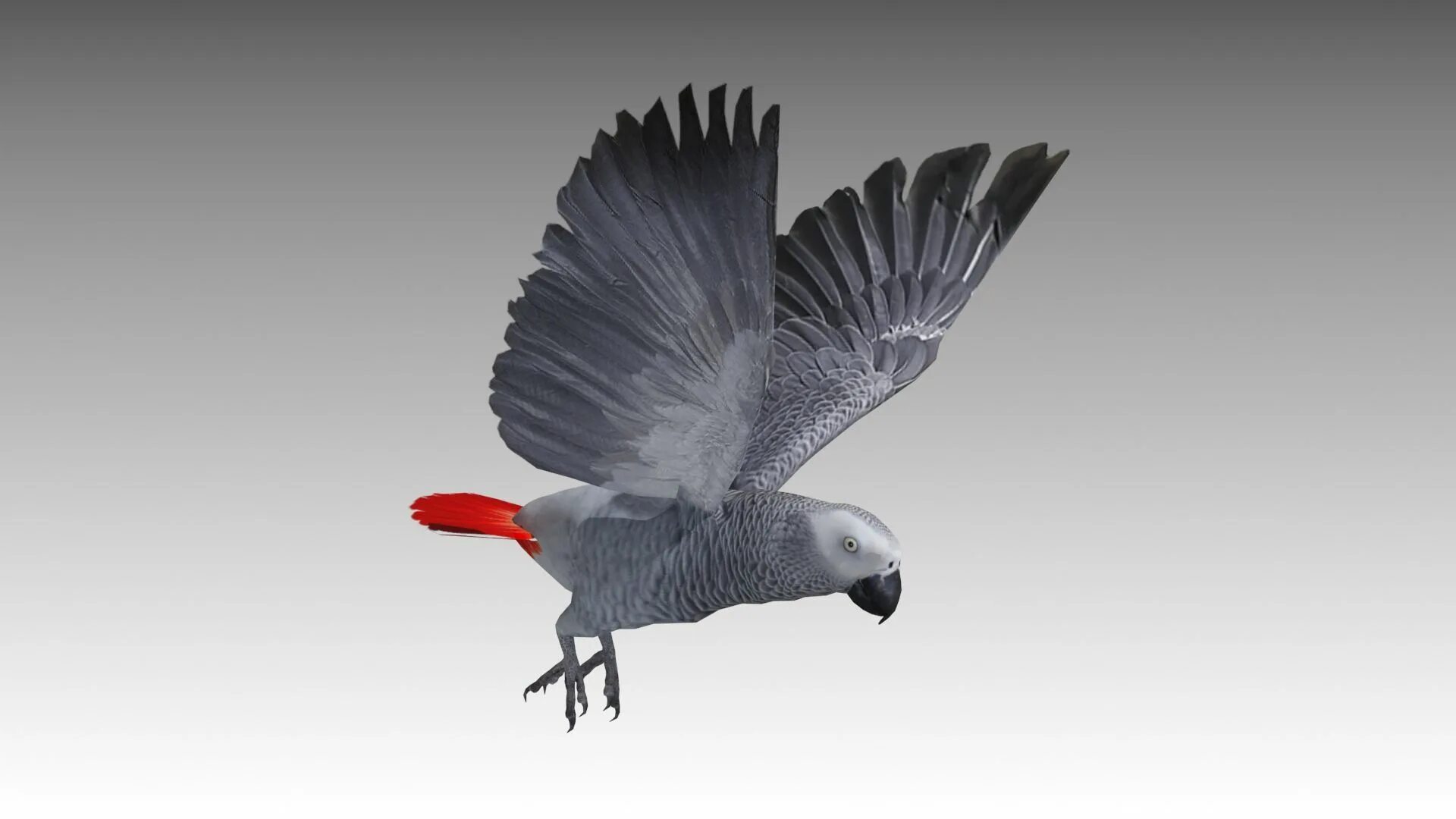 Птичка на д. Попугай жако летает. Parrot 3d model. Птица 3д. Птица 3д модель.