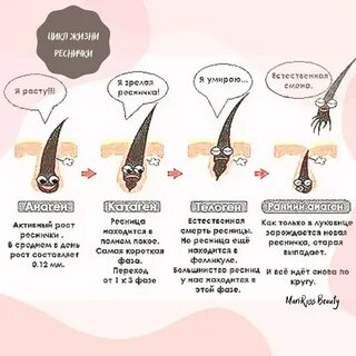 Жизнь ресничек