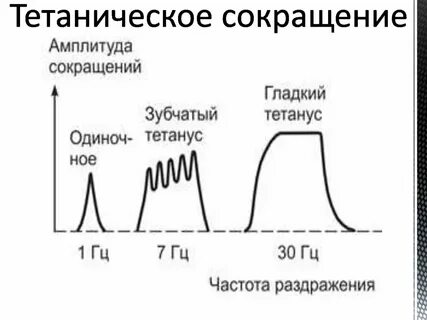 Частота сокращения мышц