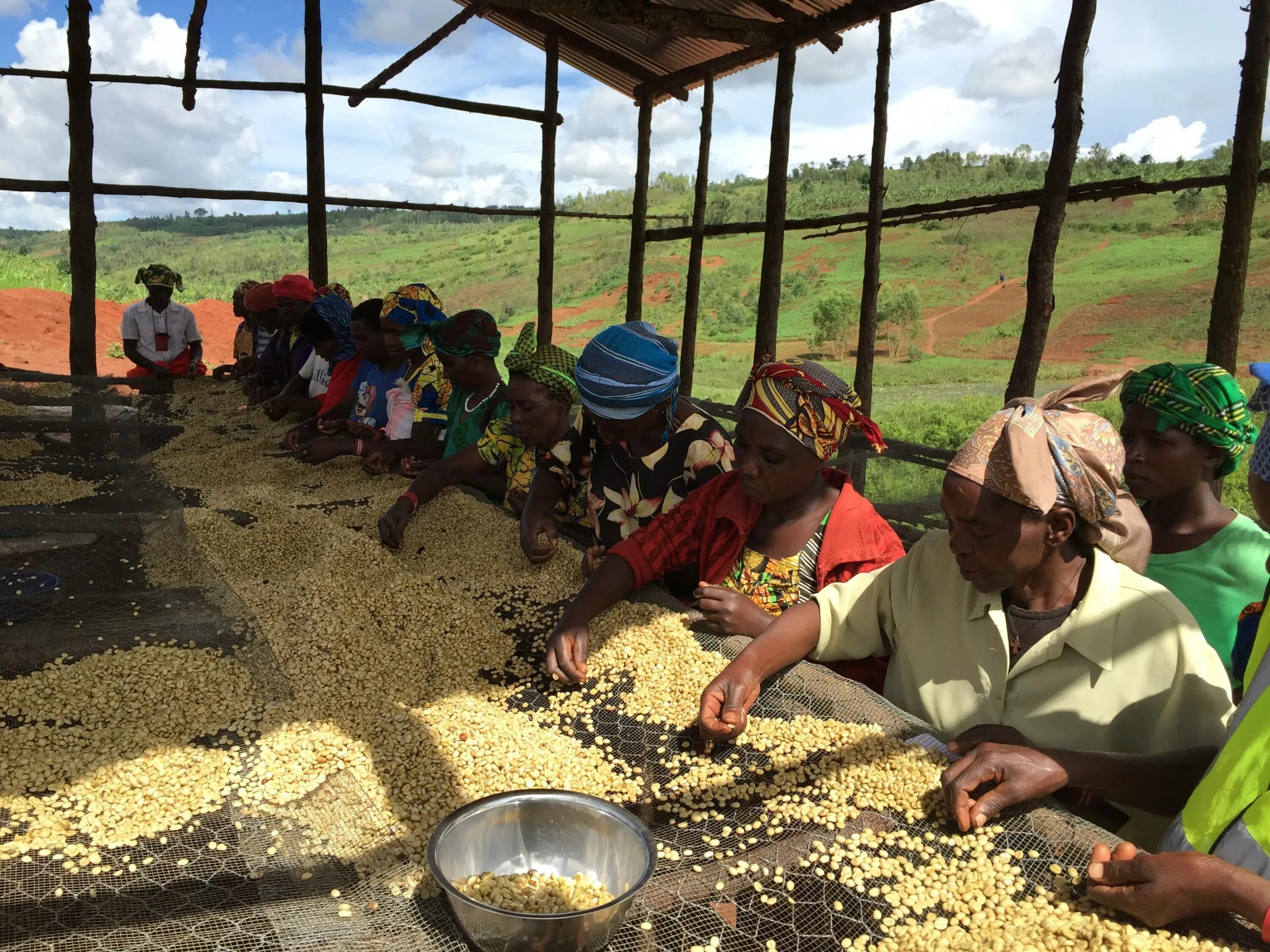 Эфиопия какая экономика. Руанда плантации кофе. Кофе Rwanda. Плантации кофе в Африке. Кофейные плантации.