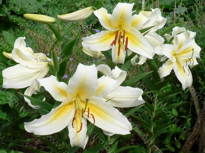 Baferrari Lily Longfield gardens, Oriental lily, Planting bulbs