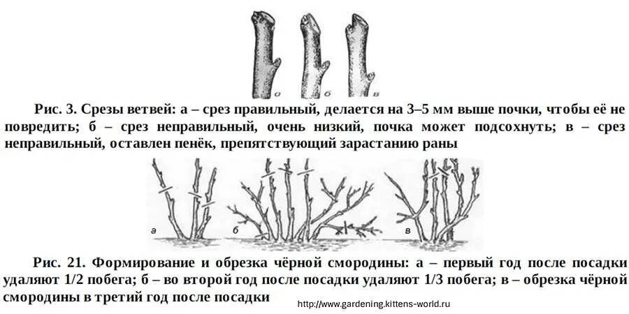 Схема обрезки смородины осенью осенью. Схема обрезки куста смородины осенью. Обрезка смородины схема. Обрезка кустов смородины осенью.