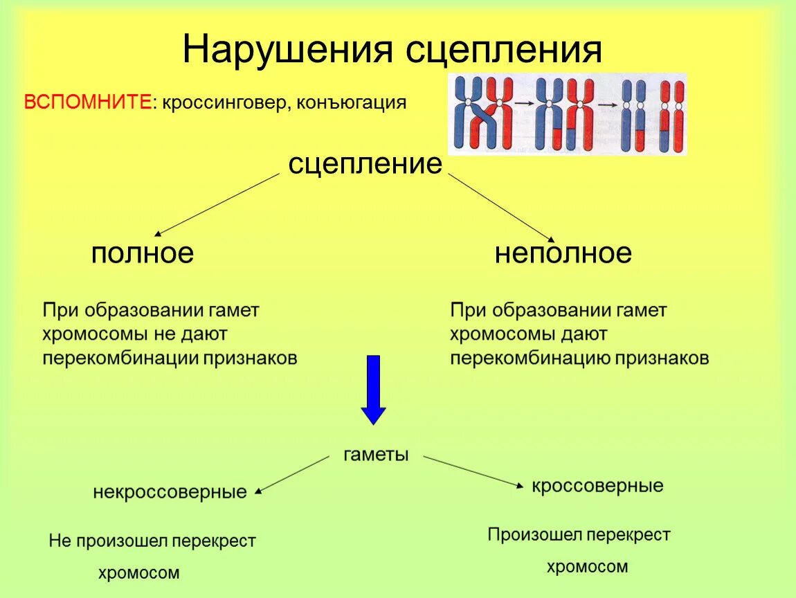 Полное и неполное сцепление генов