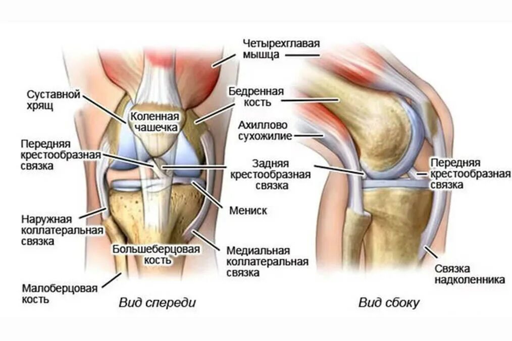 Боли в коленном суставе диагноз. Мышцы коленного сустава человека анатомия связки. Бурсит гусиной лапки коленного сустава анатомия. Строение колена связки и мышцы сбоку.