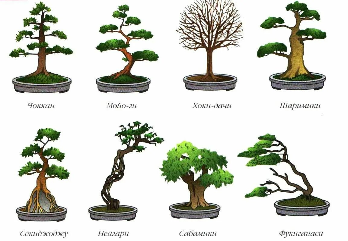Какое деревце будет расти быстрее и развиваться. Ficus religiosa бонсай. Бонсай кабудати. Бонсай фукинагаси фикус. Ирга бонсай.