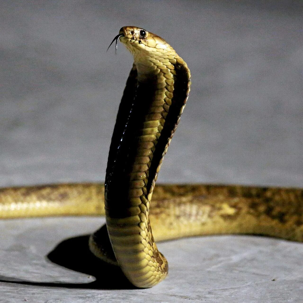 Ringed water cobra Snake, Animals, Serpent