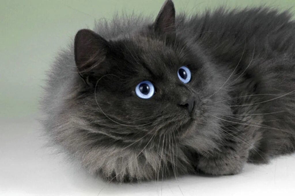 Серая ангора. Сибирская голубая длинношерстная кошка. Сибирская ангорская кошка. Сибирская дымчатая длинношерстная. Сибирский Нибелунг длинношерстный.