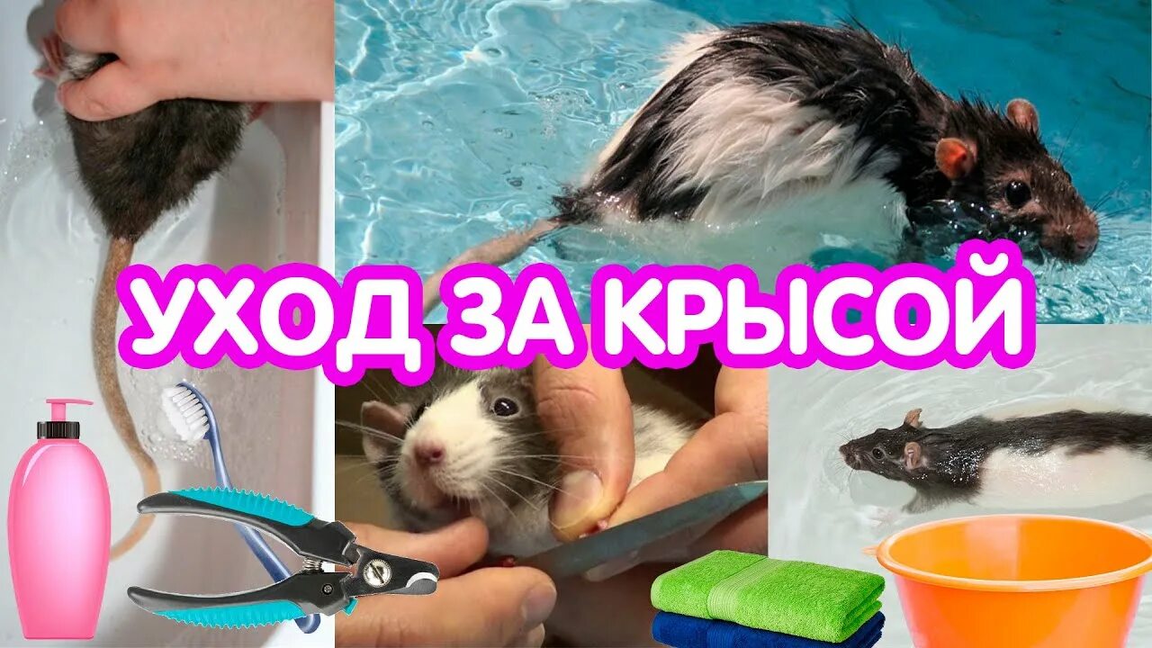 Нужно мыть крыс. Ухаживание за крысами.