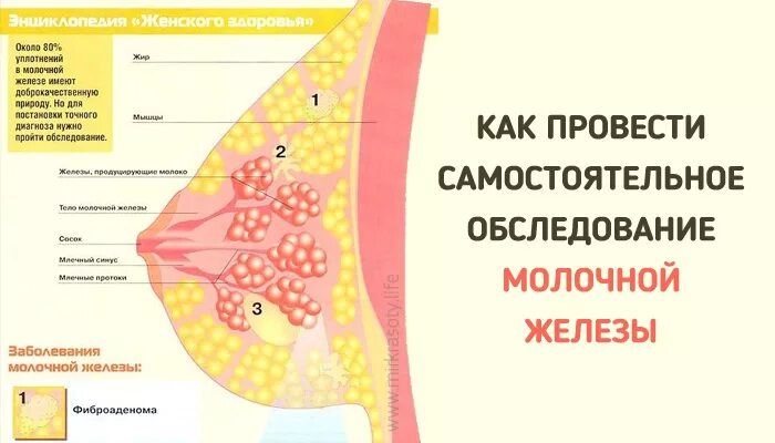 Проверить молочную железу