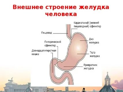 Желудка адрес