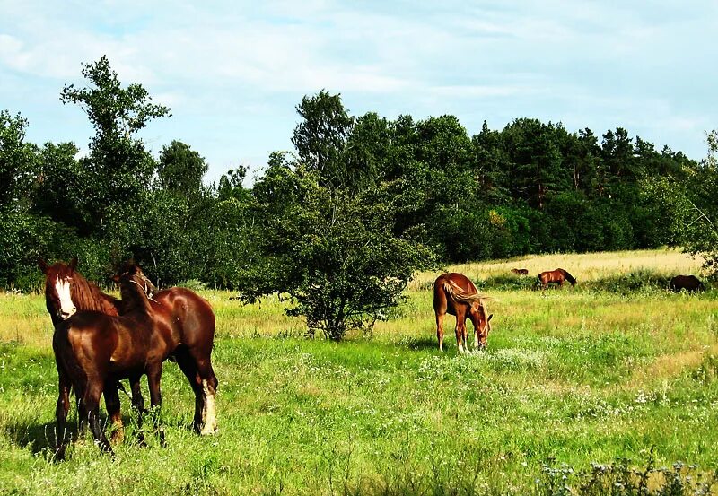 Я сегодня в поле чистом. Расседланная лошадь. Буйное поле Гомельская область. Как расседлать лошадь с картинками. Уй варринче по среди поля.