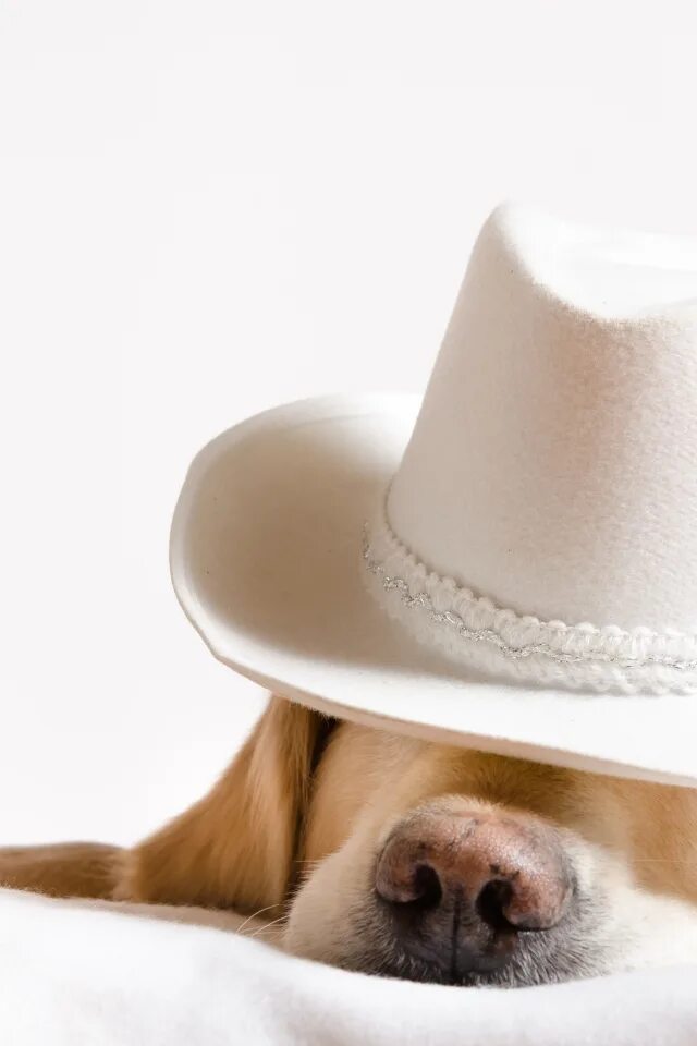 Пес шляпа. Собака в шляпе. Щенок в шляпке. Пес в шляпе. Пес с белой шляпой.
