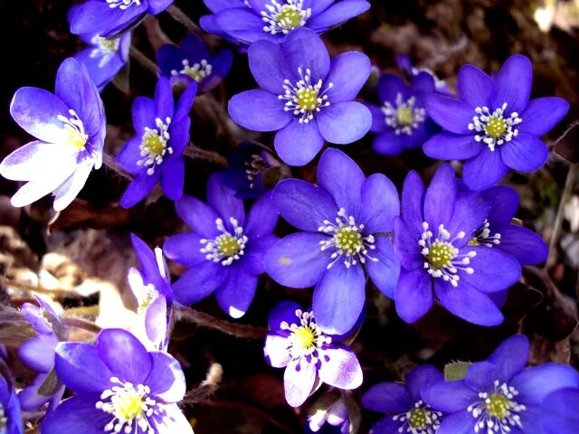 Белая перелеска. Печеночница благородная (hepatica Nobilis) - низкорослая. Фиолетовая печеночница. Печёночница Лютиковые. Печеночница благородная (hepatica Nobilis) высота.