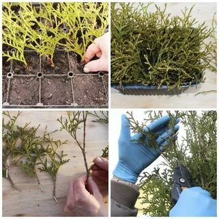 Туя укоренение черенками весной