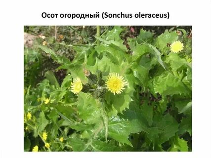 Семейство сложноцветные сорняки