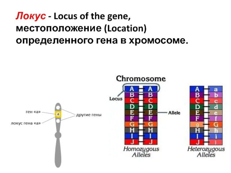 Локус. Локусы хромосом. Местоположение Гена в хромосоме (Локус):. Местоположение определённого Гена.