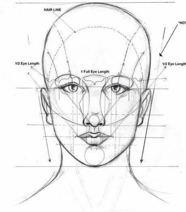 Лицо рисунок схема. Строение лица человека анфас рисунок. Портрет пропорции лица человека поэтапно. Построение лица в анфас схема. Пропорции лица человека при рисовании портрета.