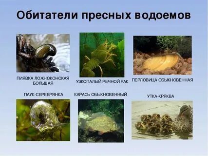 Животные обитатели соленых вод 3 класс