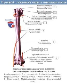 Нервы плечевой кости