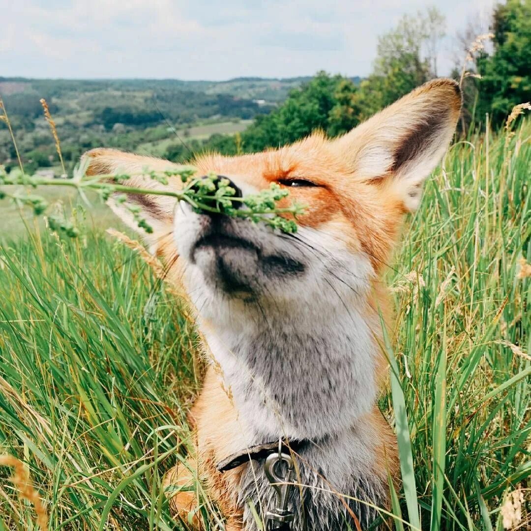 Fox power. Лиса. Доброе утро лиса. Доброе утро Лисенок. Доброе утро Лисичка.