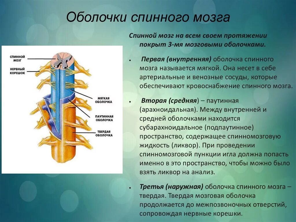 Защита спинного мозга обеспечение подвижности головы опора. Перечислите оболочки спинного мозга. Функции твердой оболочки спинного мозга. Паутинная оболочка спинного мозга строение. Строение твердой оболочки спинного мозга.