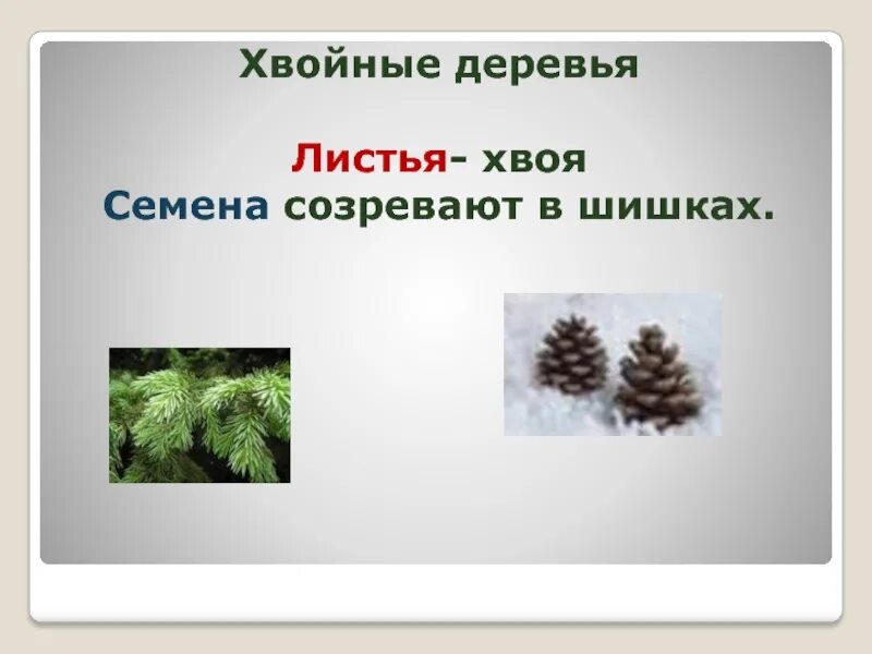 Хвойные листья. Класс хвойные. Семена созревают в шишках. Еловые семена созревают в. Семена ели созревают