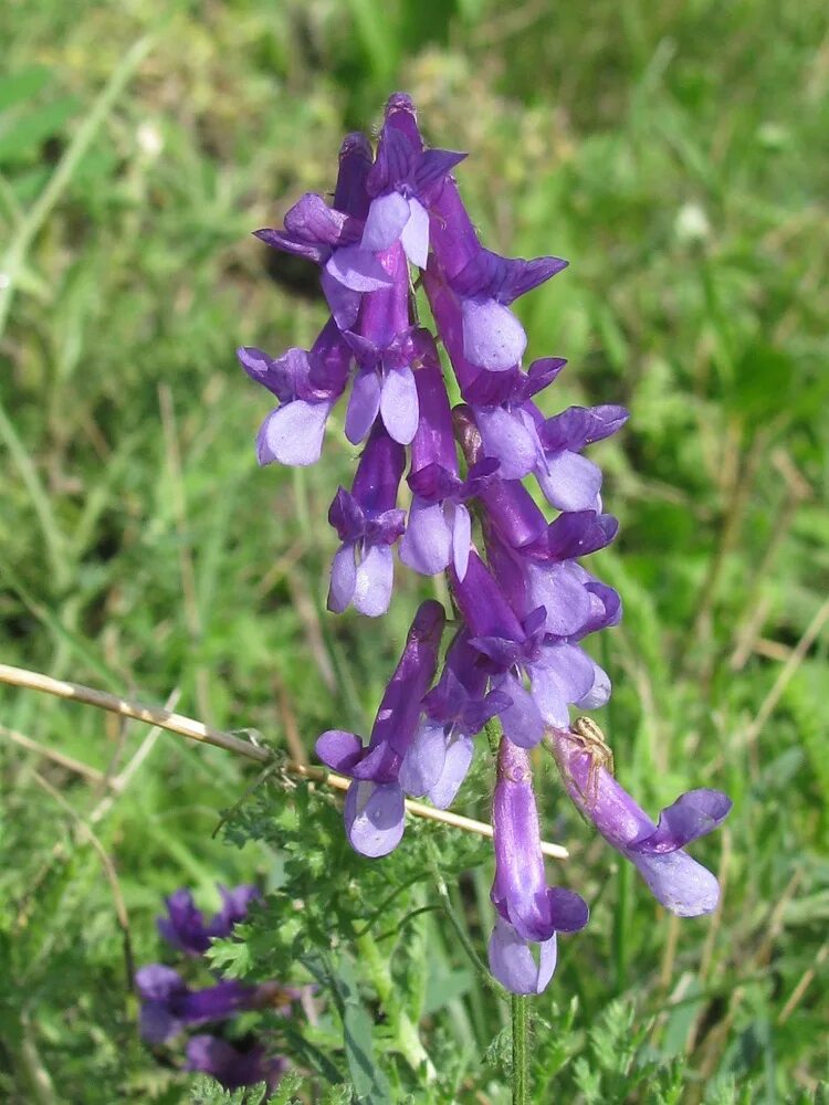 Plant wiki. Вика посевная Яровая. Вика растение бобовых. Вика Яровая растение. Вика горошек посевной.