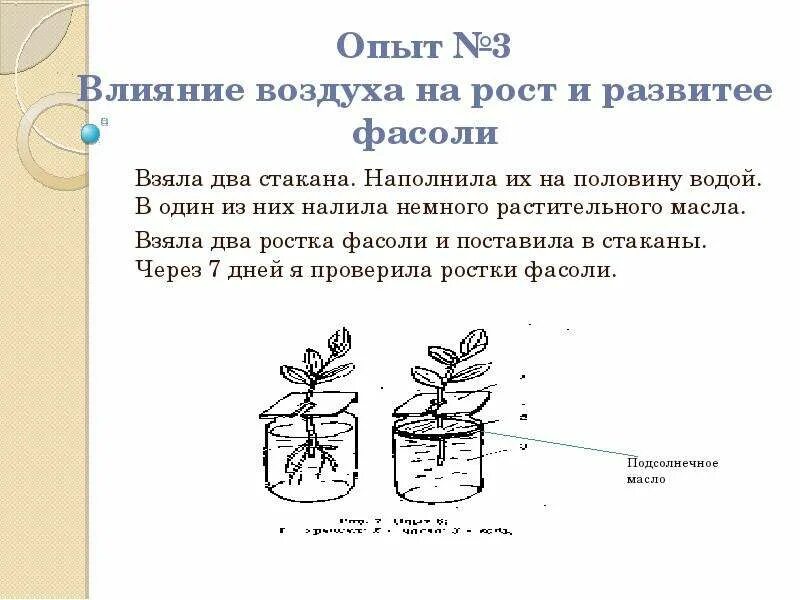 Опыты по биологии 6 класс. Растение в стакане с водой. Опыты с растениями. Опыты с водой и растениями.