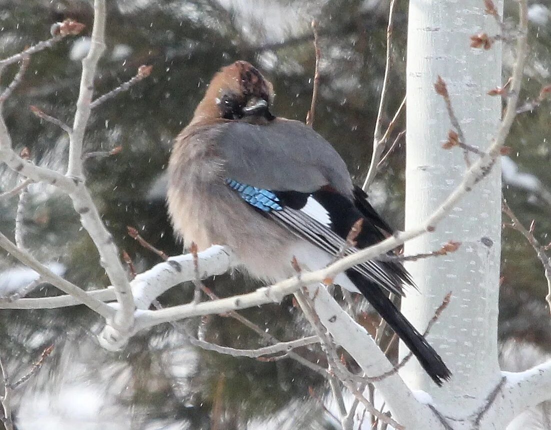 Сойка (Garrulus glandarius). Птицы Сибири.