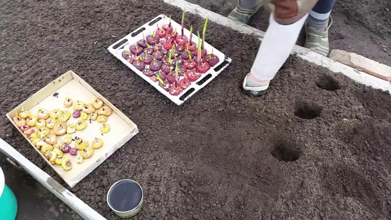 В каком месяце сажают гладиолусы. Гладиолусы посадка. Гладиолусы посадка весной. Высадка гладиолусов в открытый грунт весной. Правильная посадка гладиолусов.