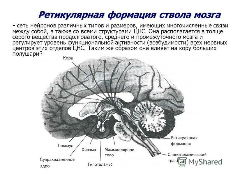 Головной мозг связан со. Отдел головного мозга ретикулярная формация. Ретикулярная формация мозга функции. Ретикулярная формация анатомия ЦНС. Ретикулярная формация гистология.