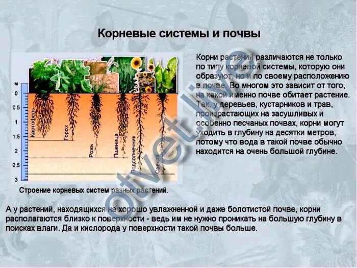 Почему растения плохо растут на заболоченных почвах. Корневая система растений глубина. растения с глубокой корневой системой.